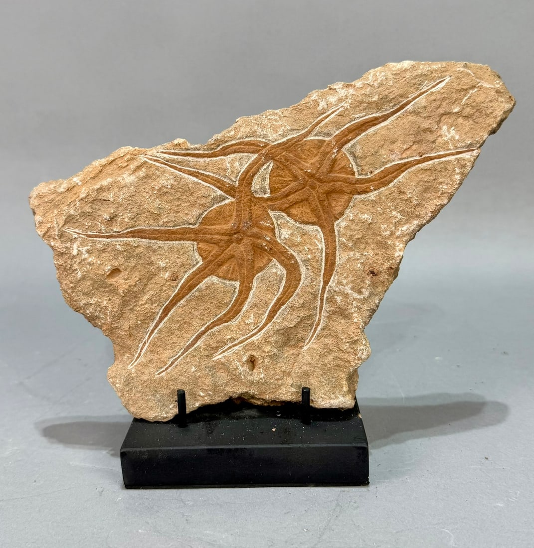 Moroccan Jurassic Double Starfish Fossil: Moroccan Jurassic double starfish fossil. 5.75" x 9" x .75". 2 pounds, 6 ounces.