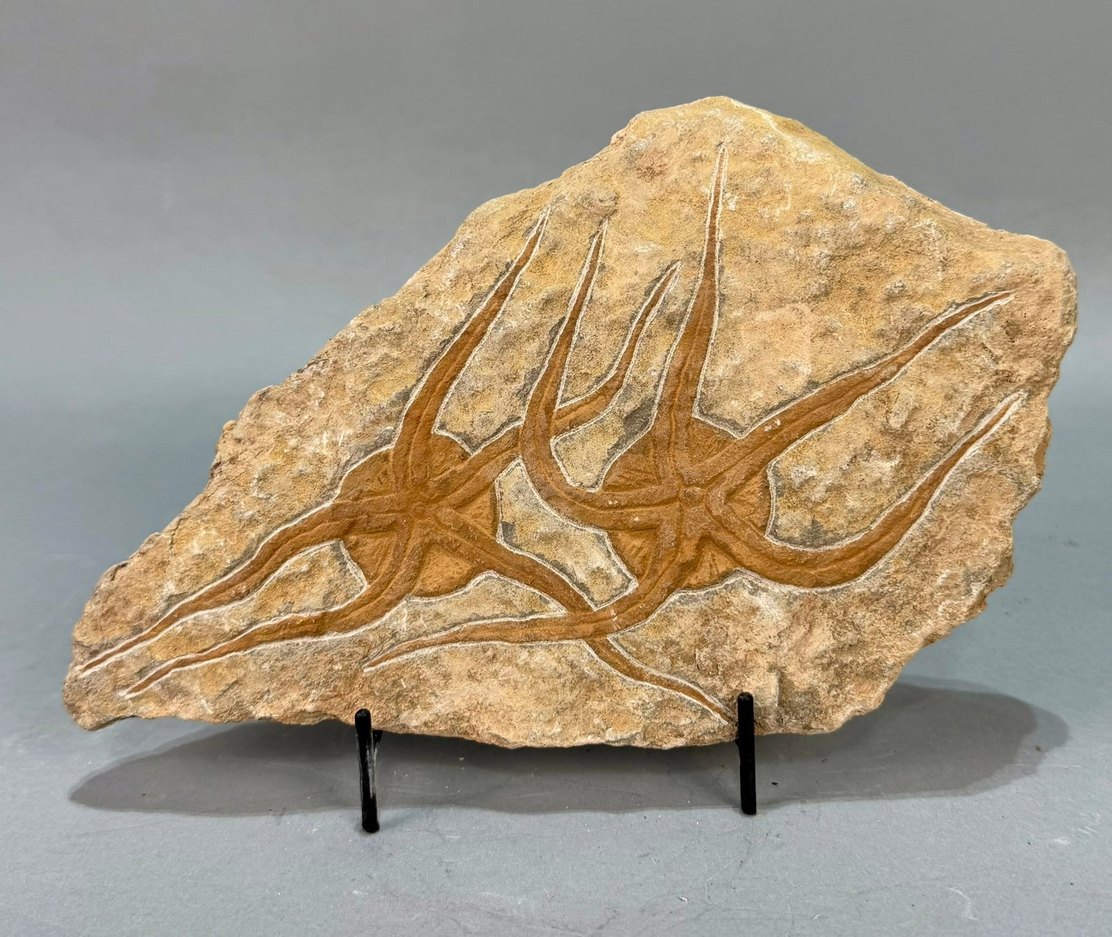 Moroccan Jurassic Double Starfish Fossil: Moroccan Jurassic double starfish fossil. 6" x 9" x 1". 2 pounds, 14 ounces.