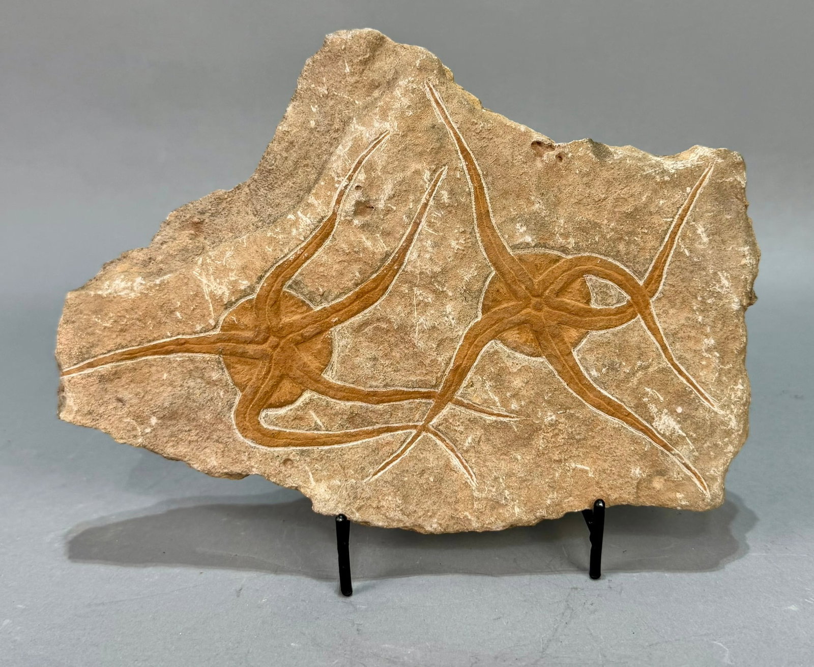 Moroccan Jurassic Double Starfish Fossil: Moroccan Jurassic double starfish fossil. 6.5" x 9" x 1". 2 pounds, 11 ounces.