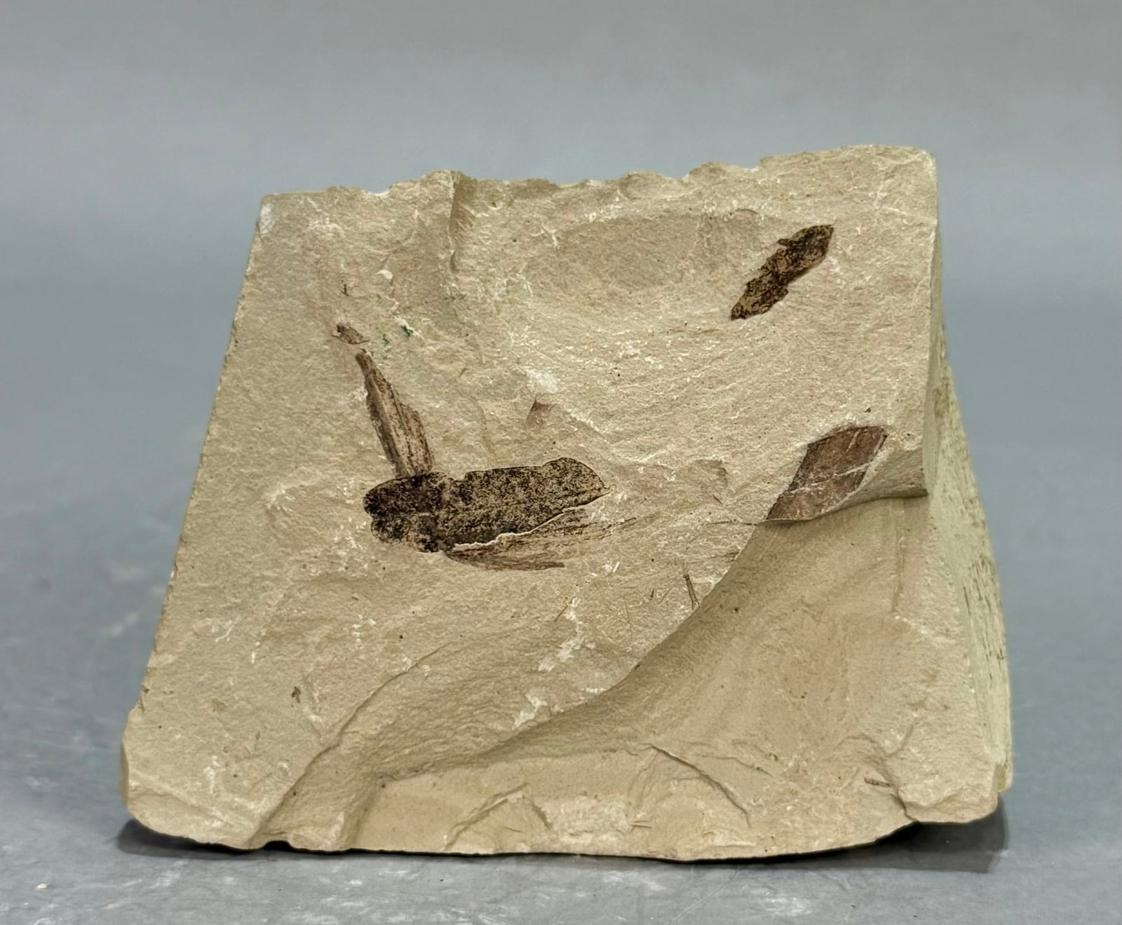 Crane Fly Fossil: Crane fly fossil from the Green River area. Eocene Age. 3" x 3.75" x 1.25". 11 ounces.
