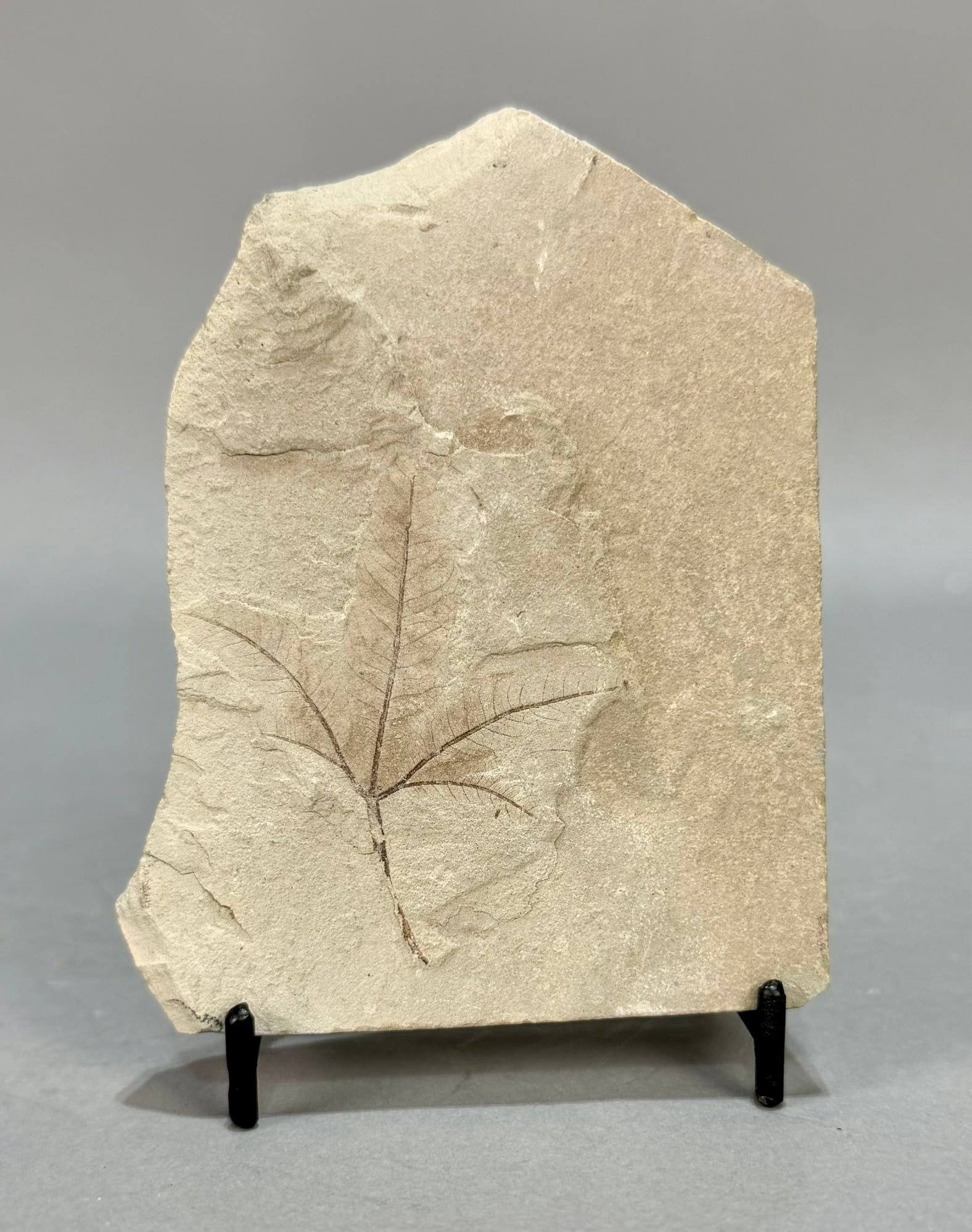 Maple Leaf Fossil - 2