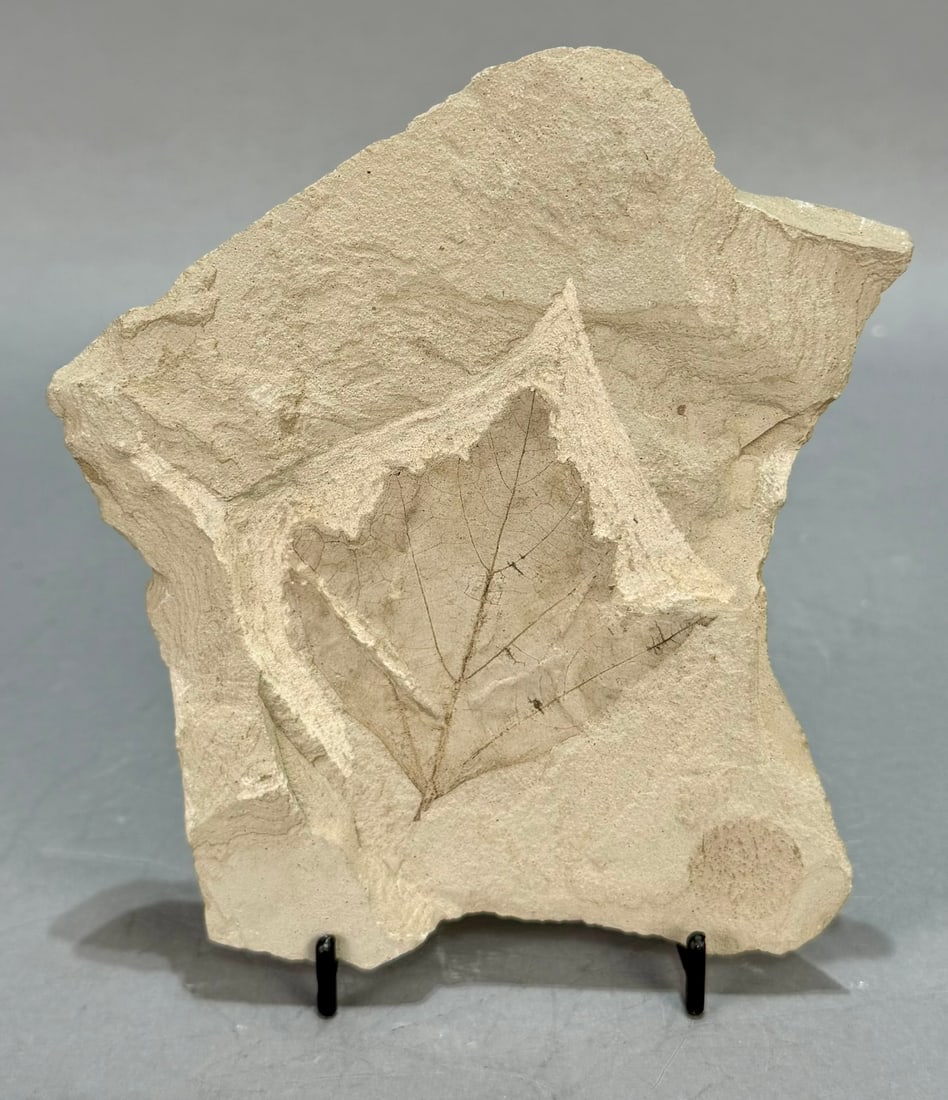 Maple Leaf Fossil: Maple leaf fossil from the Green River area. Eocene Age. 6.25" x 5.25" x .75". 15 ounces.