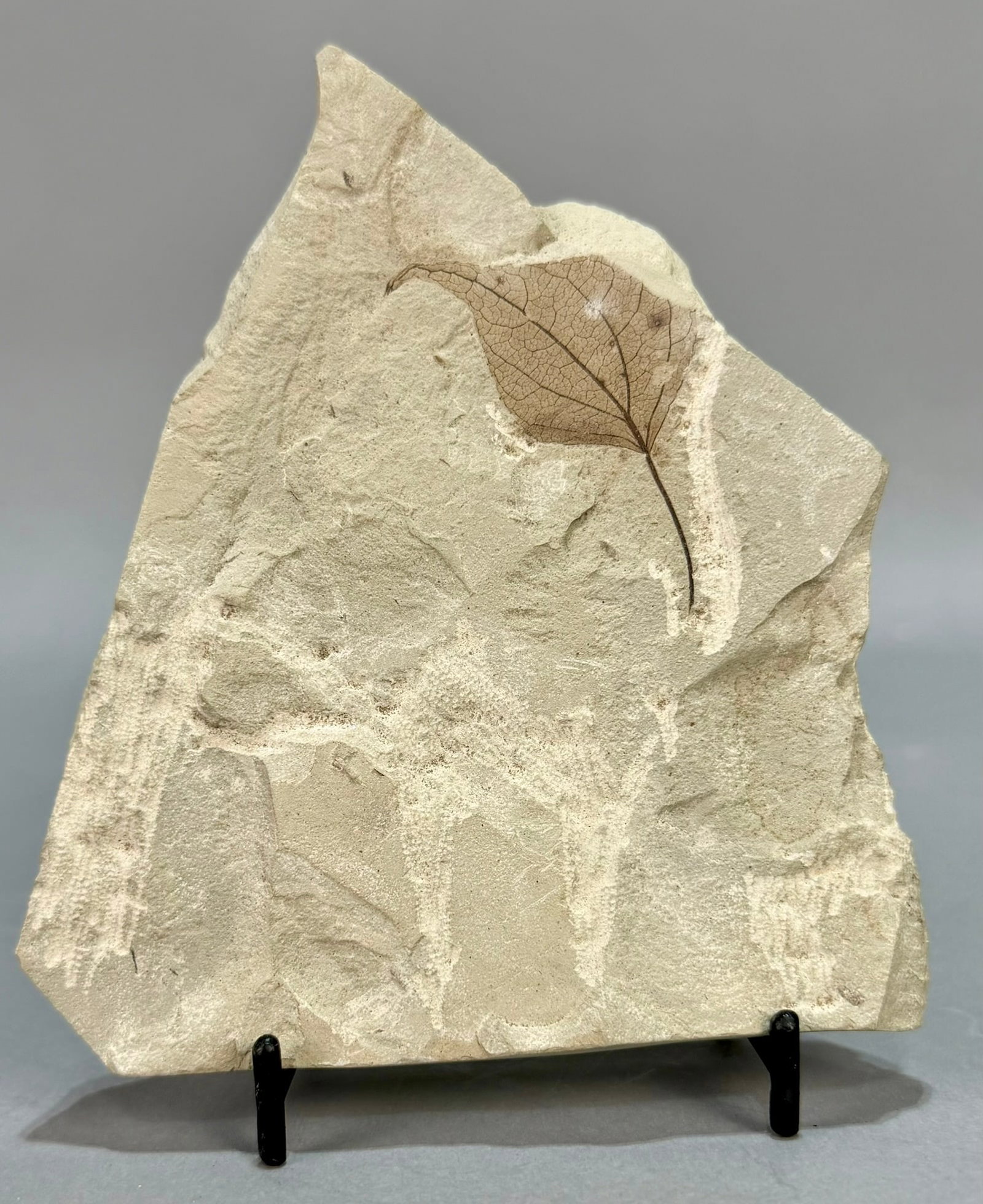 Poplar Leaf Fossil: Poplar leaf fossil with mimosa from the Green River area. Eocene Age. 5" x 4.5" x .25". 7 ounces.
