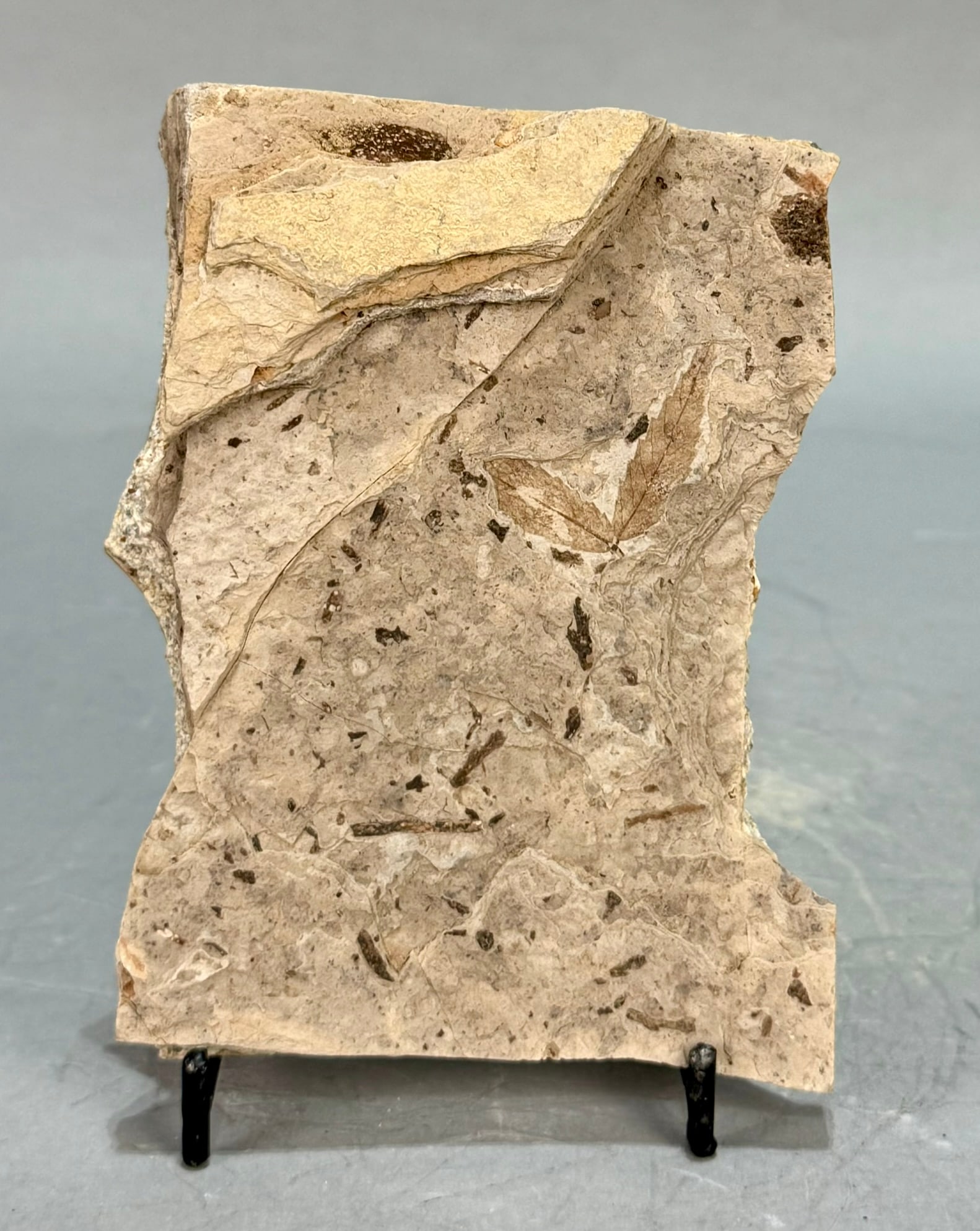 Leaf Fossil Plate: Multiple leaf fossil plate from Florissant, Colorado. Eocene Age. 4.5" x 3.5" x .5". 5 ounces.