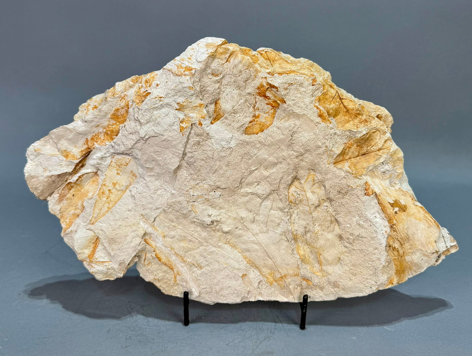 Leaf Fossil Plate: Multiple leaf fossil plate from the Catahoula Formation in Huntsville, Texas. Oligocene Age. 7.5" x 12" x 1.5". 3 pounds, 1 ounce.