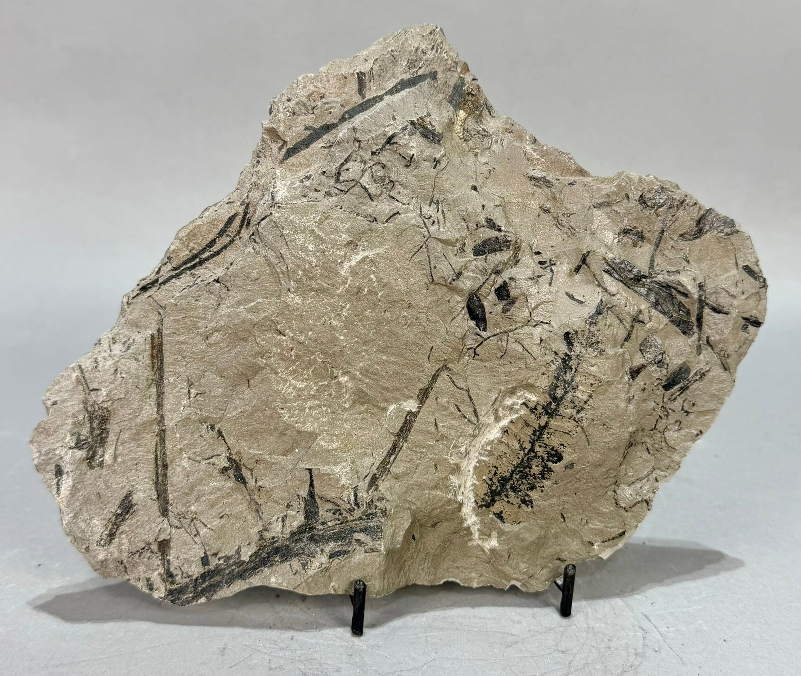 Fern and Other Leaf Fossil Plate: Fern and other leaf fossil plate from Tulsa, Oklahoma. Pennsylvanian Age. 6.5" x 8" x .25". 1 pound, 5 ounces.