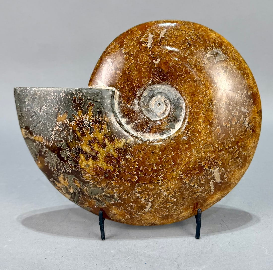 Large Polished Ammonite Fossil (1 of 6)