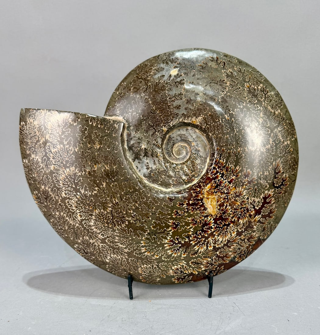 Huge Polished Ammonite Fossil (1 of 6)