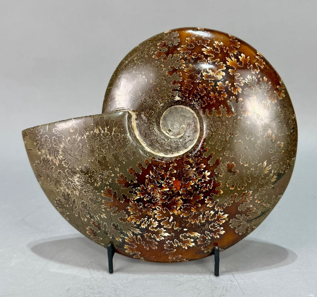 Large Polished Ammonite Fossil (1 of 6)