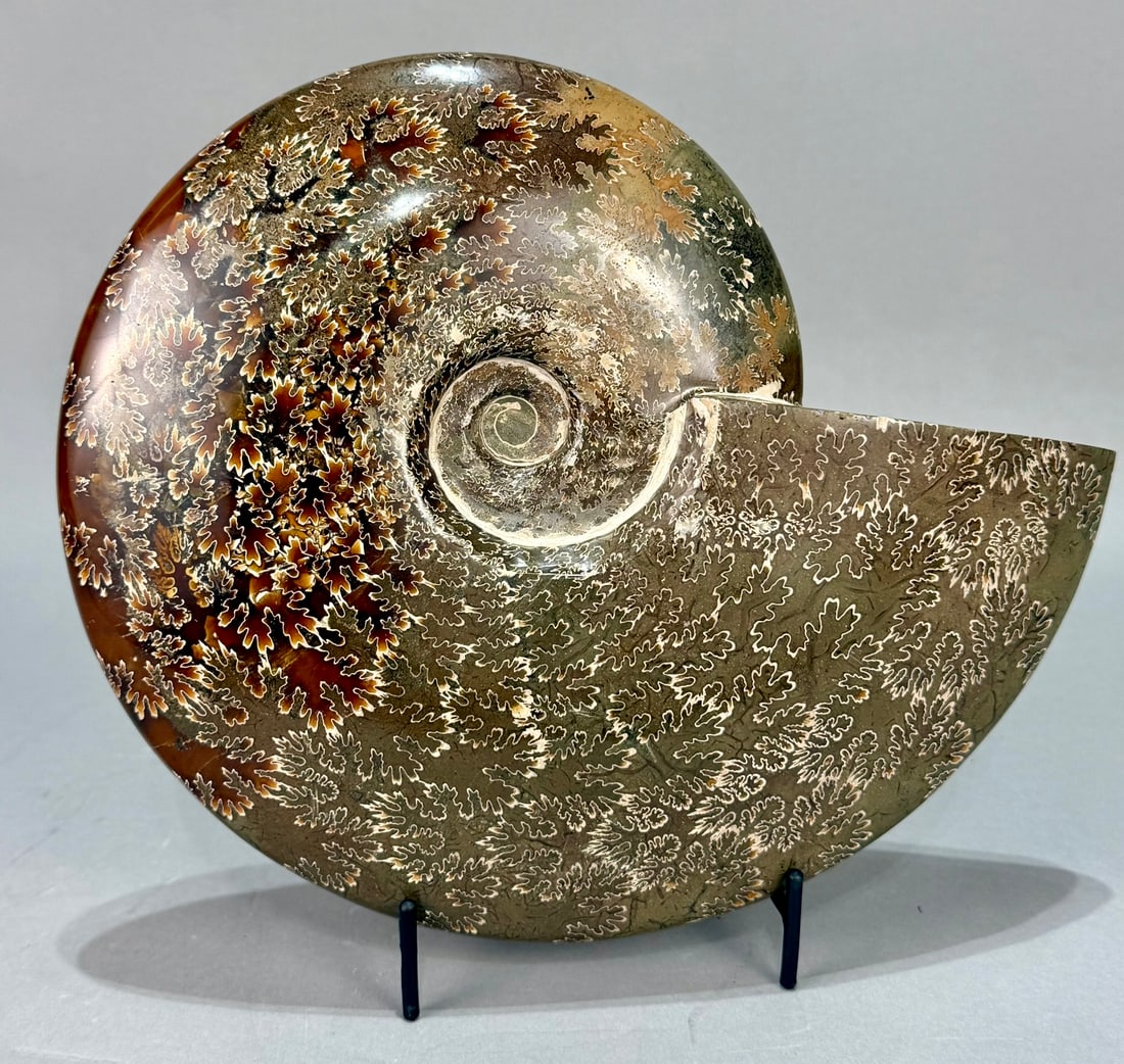 Large Polished Ammonite Fossil (1 of 6)
