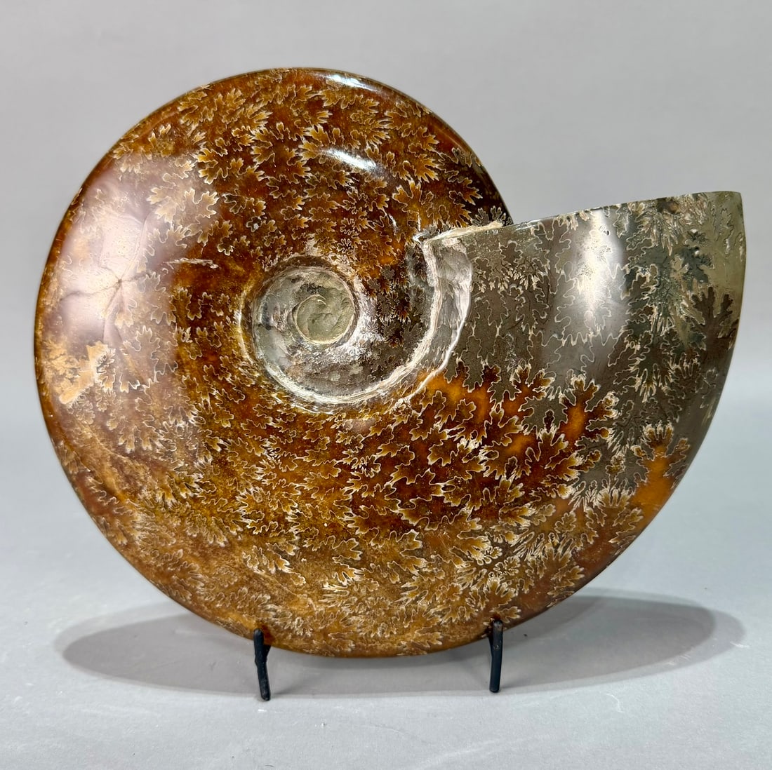 Large Polished Ammonite Fossil (1 of 6)