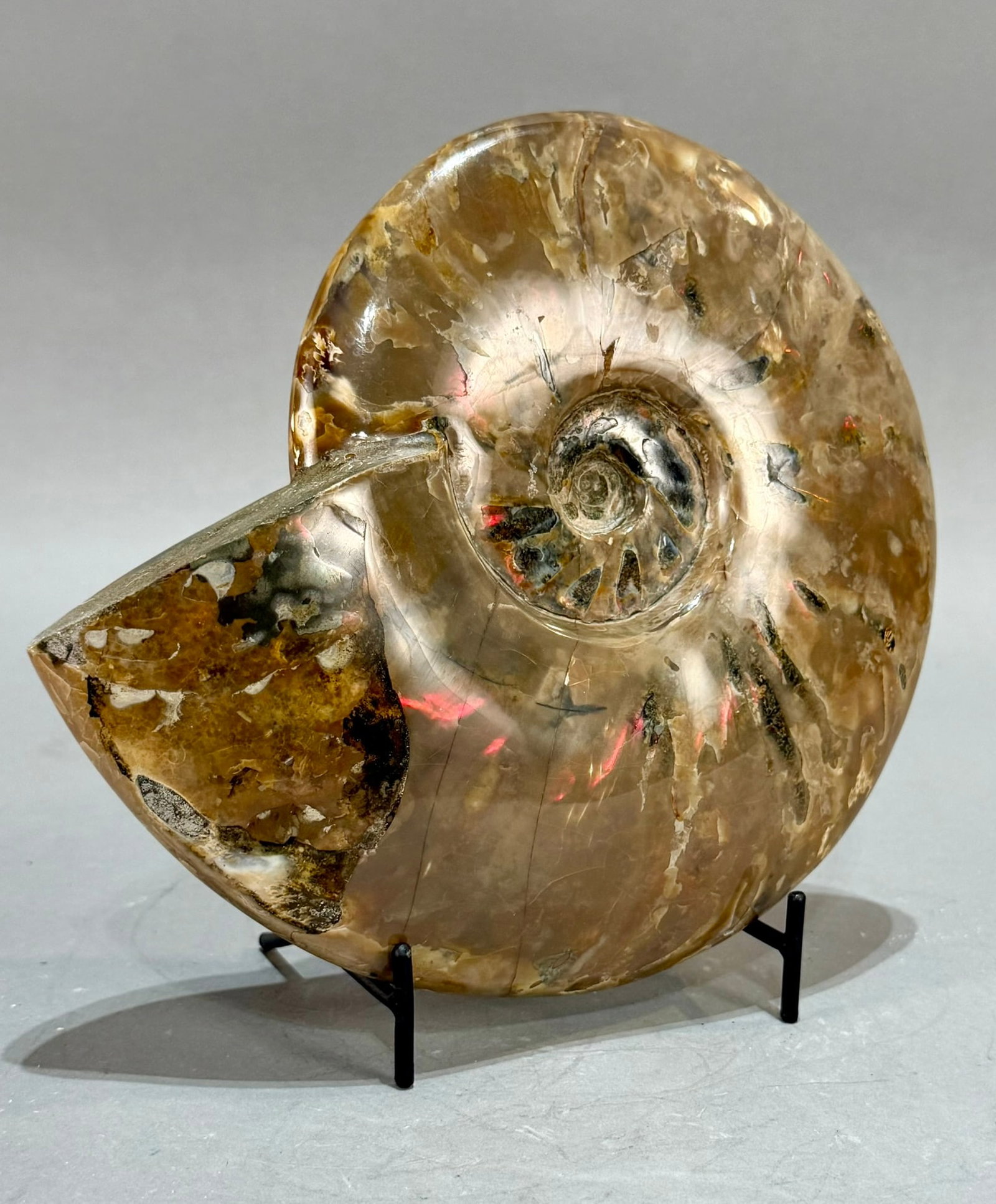 Rare Red Flash Ammonite - 4
