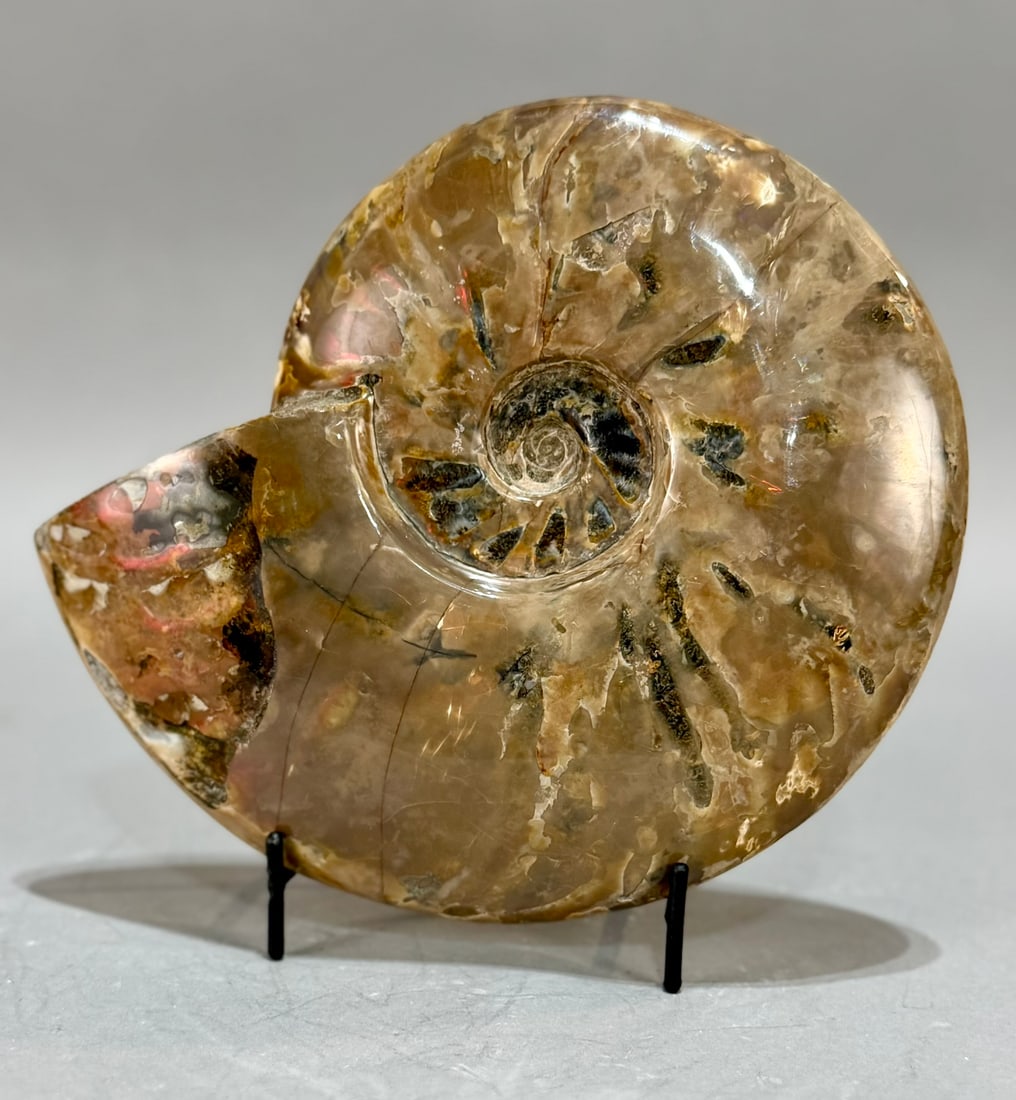 Rare Red Flash Ammonite - 6