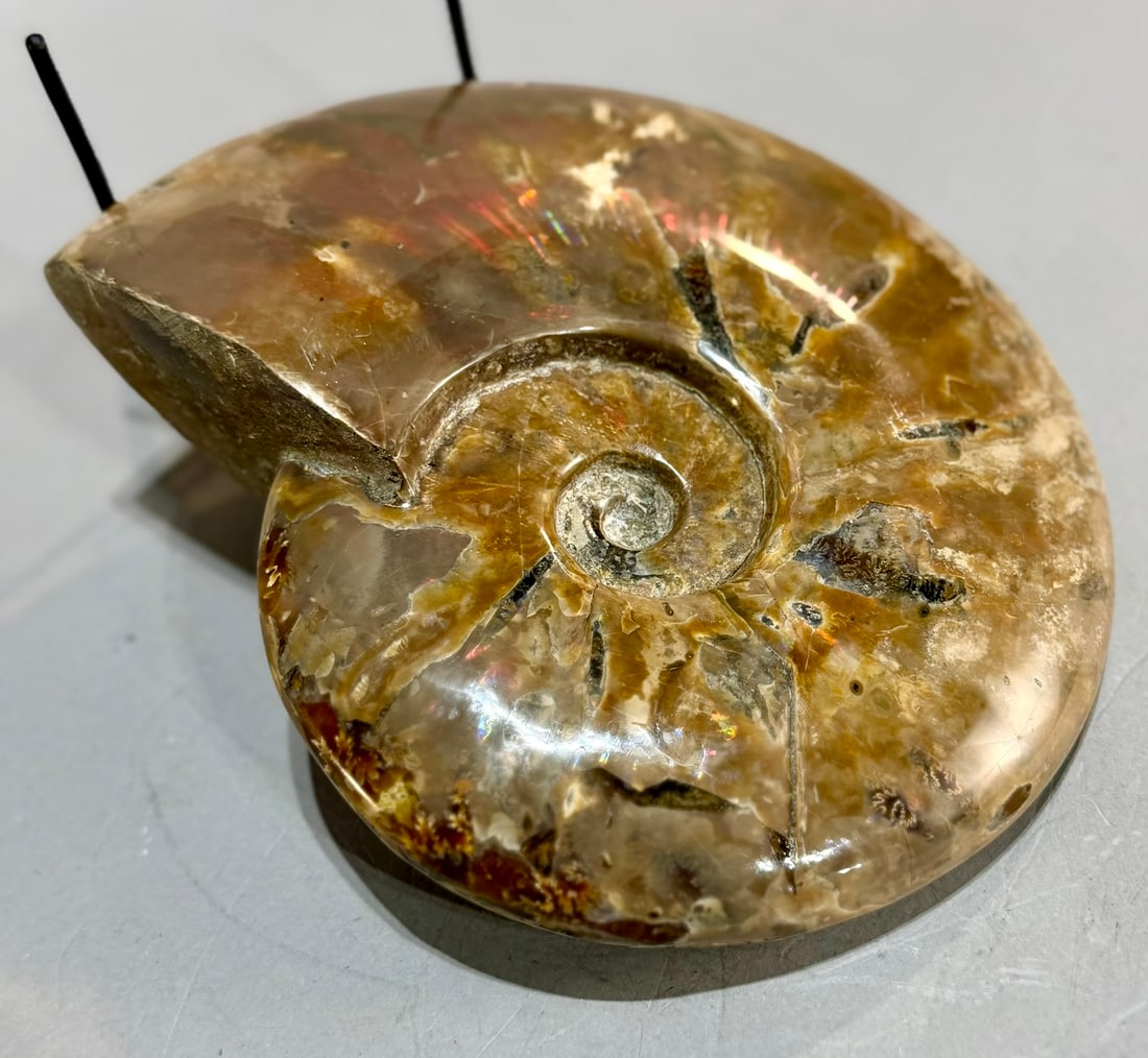 Rare Red Flash Ammonite - 7