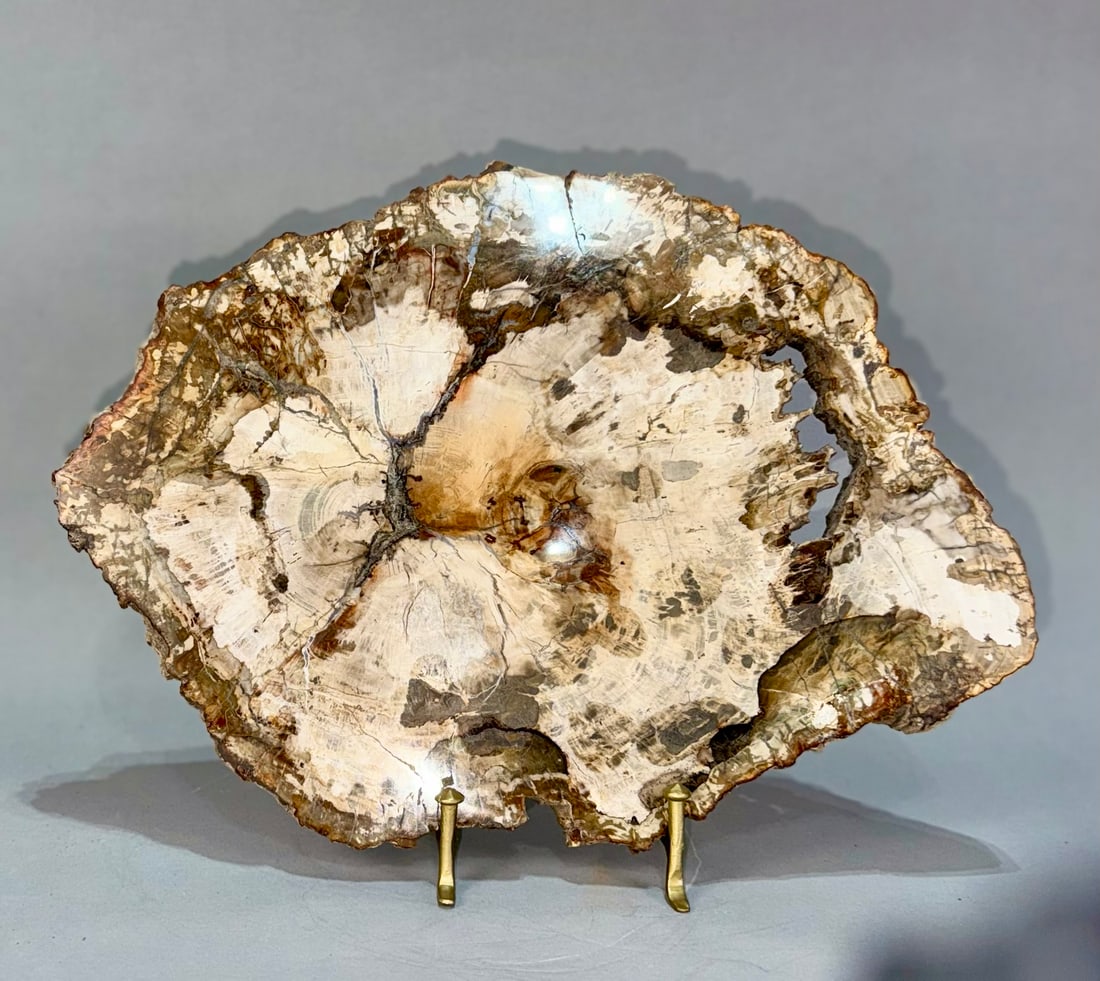 Petrified Wood Slice: Polished petrified wood slice from Madagascar. Polished on both sides. 10.5" x 14.5" x .75". 6 lbs, 5 oz.