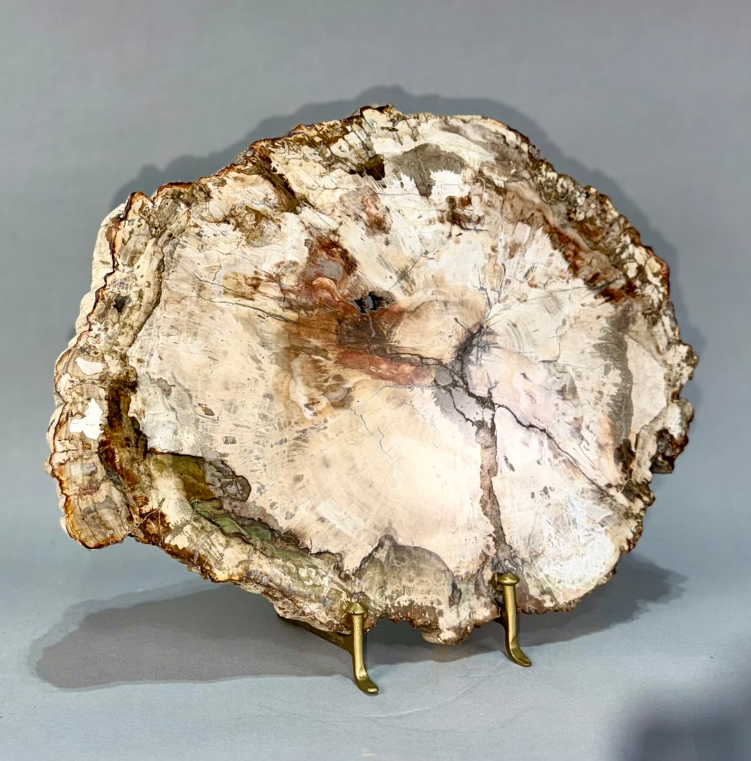 Petrified Wood Slice: Polished petrified wood slice from Madagascar. Polished on both sides. 11" x 13.5" x .75". 6 lbs, 7 oz.