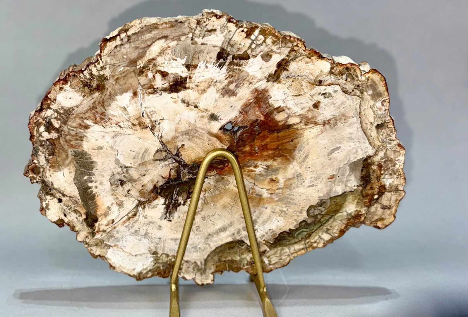 Petrified Wood Slice - 3