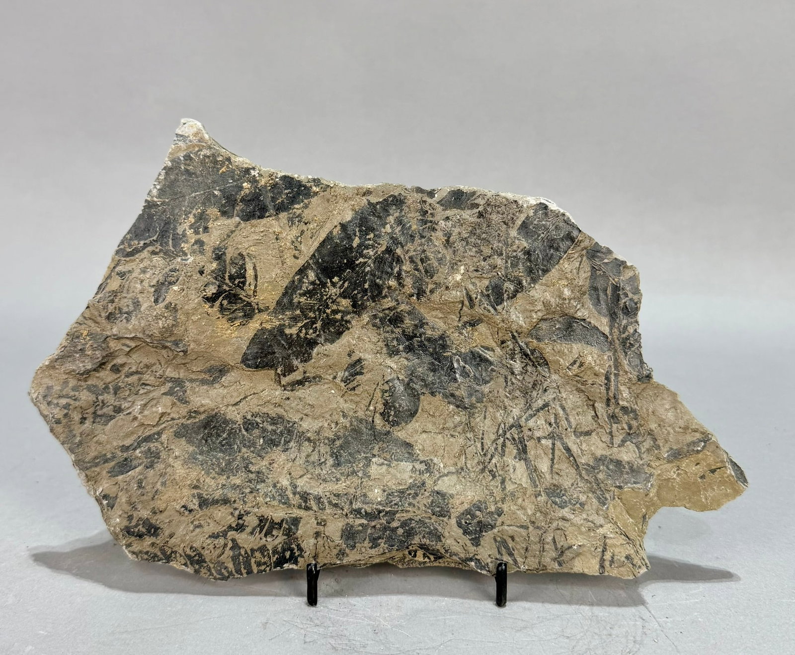 Fern and Other Leaf Fossil Plate (1 of 5)
