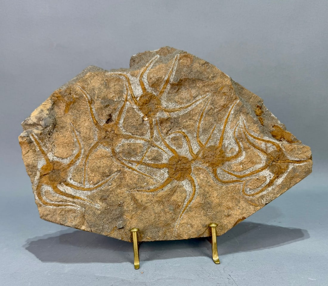 Moroccan Jurassic Six Starfish Fossil: Moroccan Jurassic six starfish fossil. 9.5" x 13" x 1". 5 pounds, 3 ounces.
