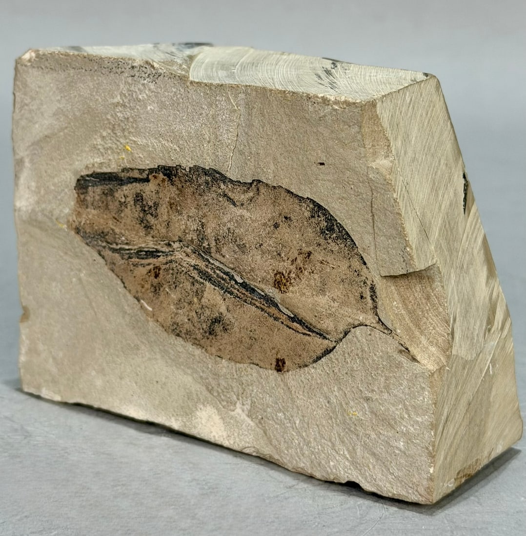 Leaf Fossil - 3