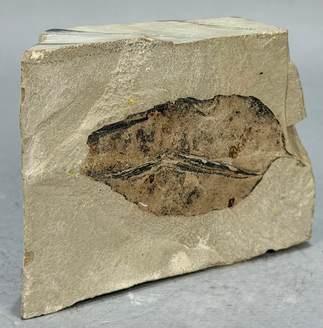 Leaf Fossil - 4