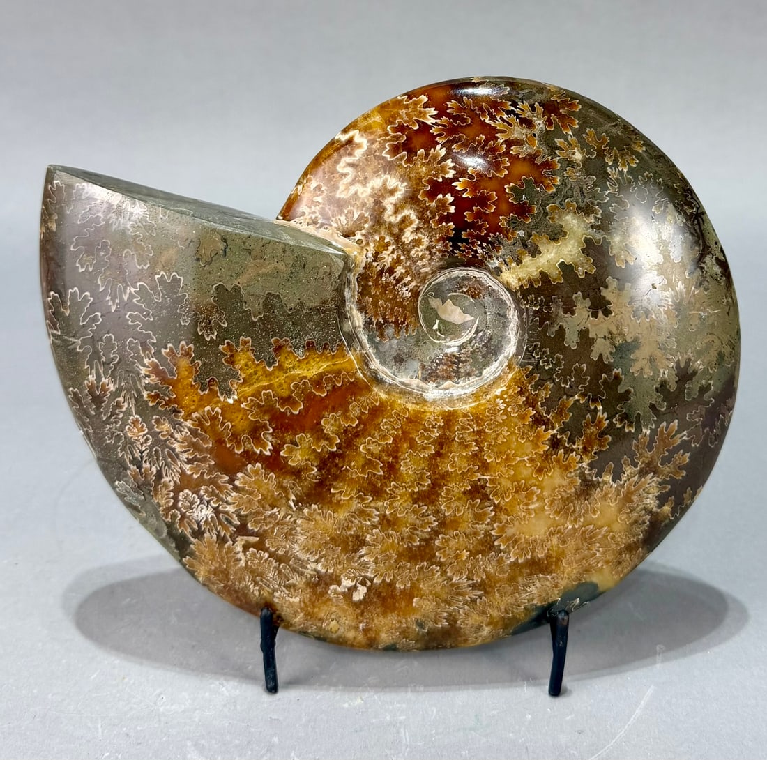 Large Polished Ammonite Fossil (1 of 7)