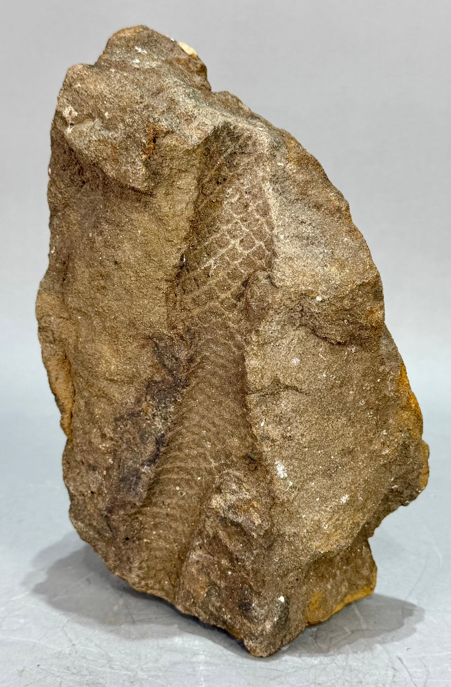 Lepidodendron Impression Fossil - 3