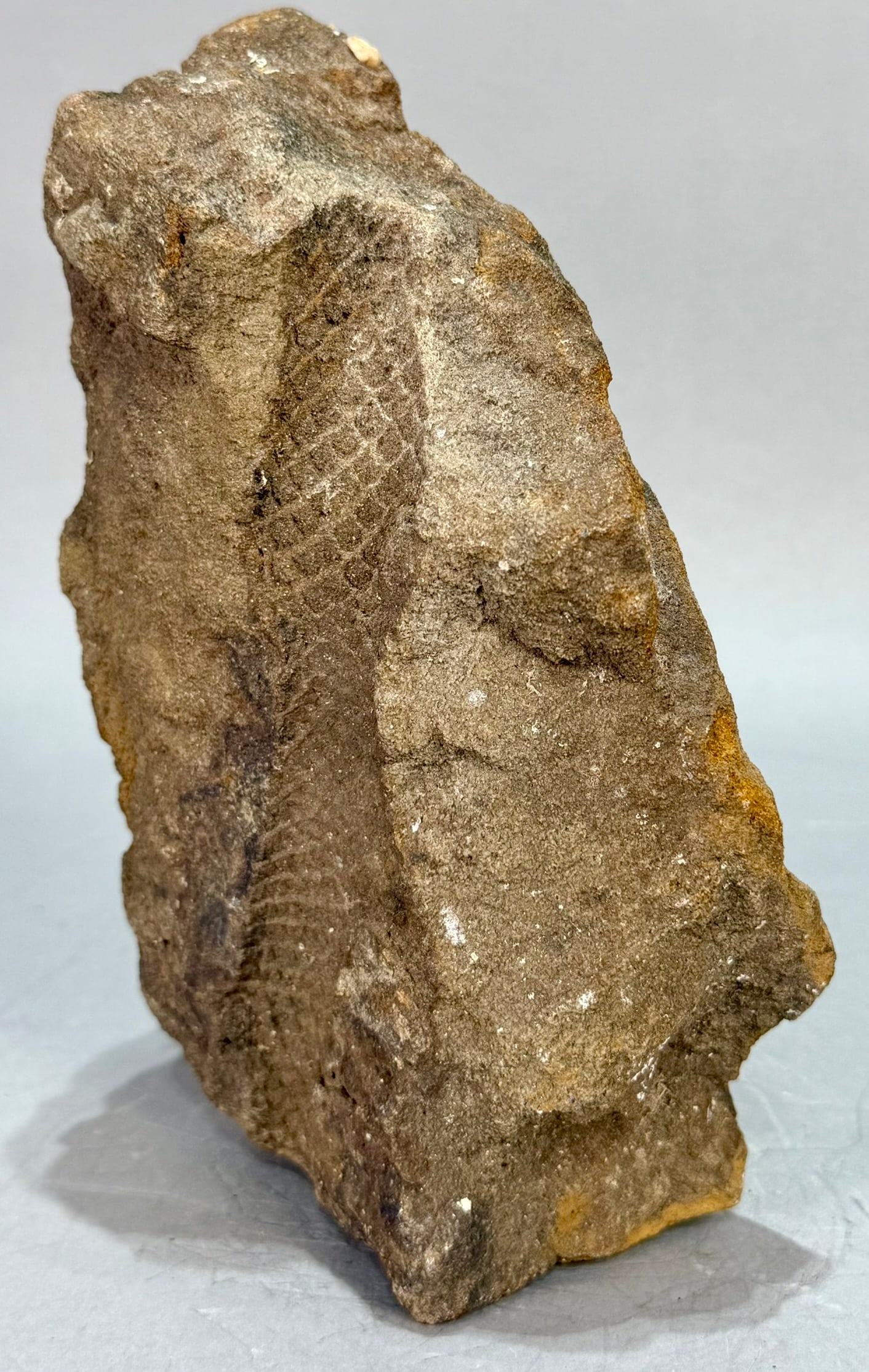 Lepidodendron Impression Fossil - 4