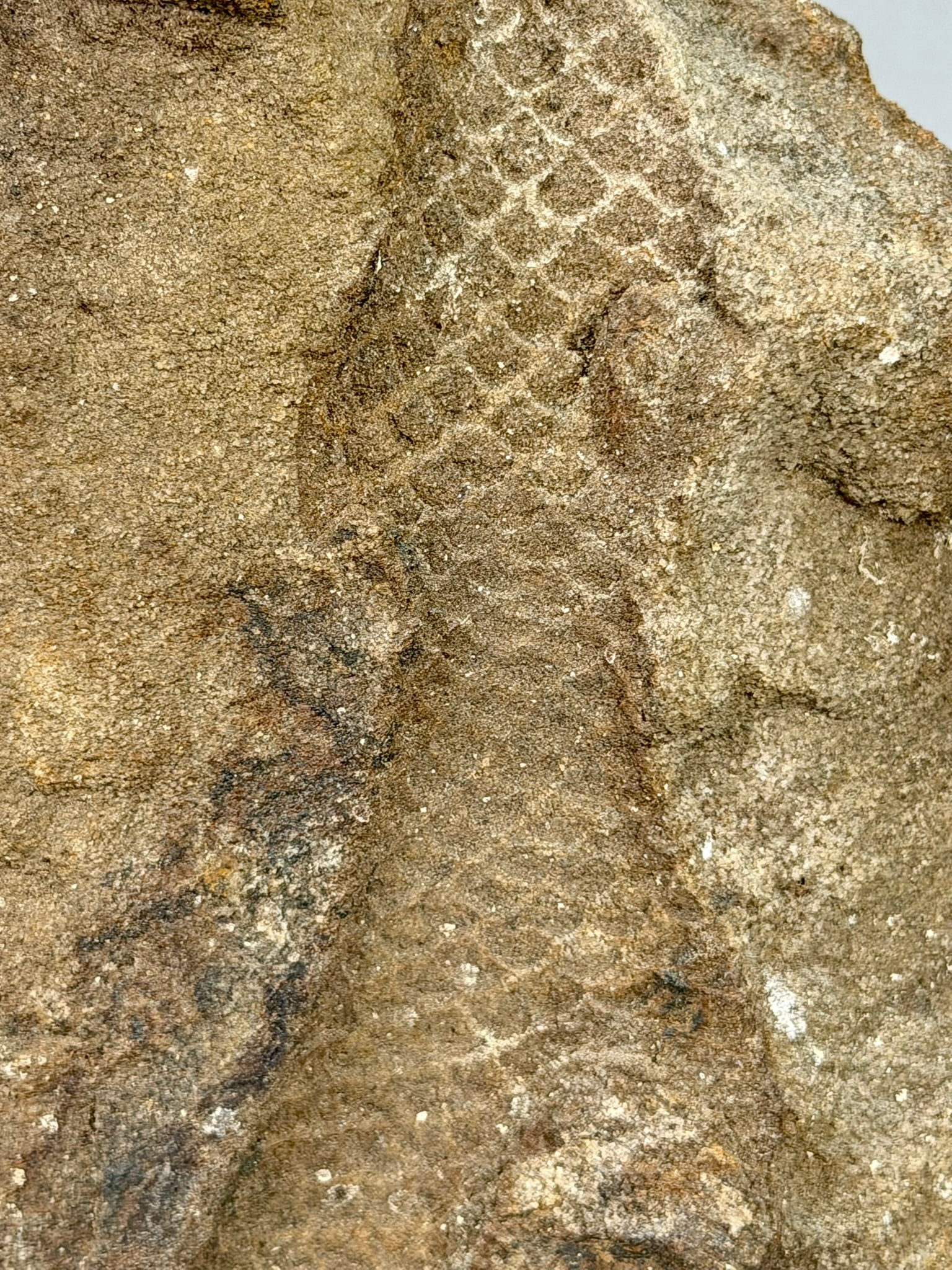 Lepidodendron Impression Fossil - 5