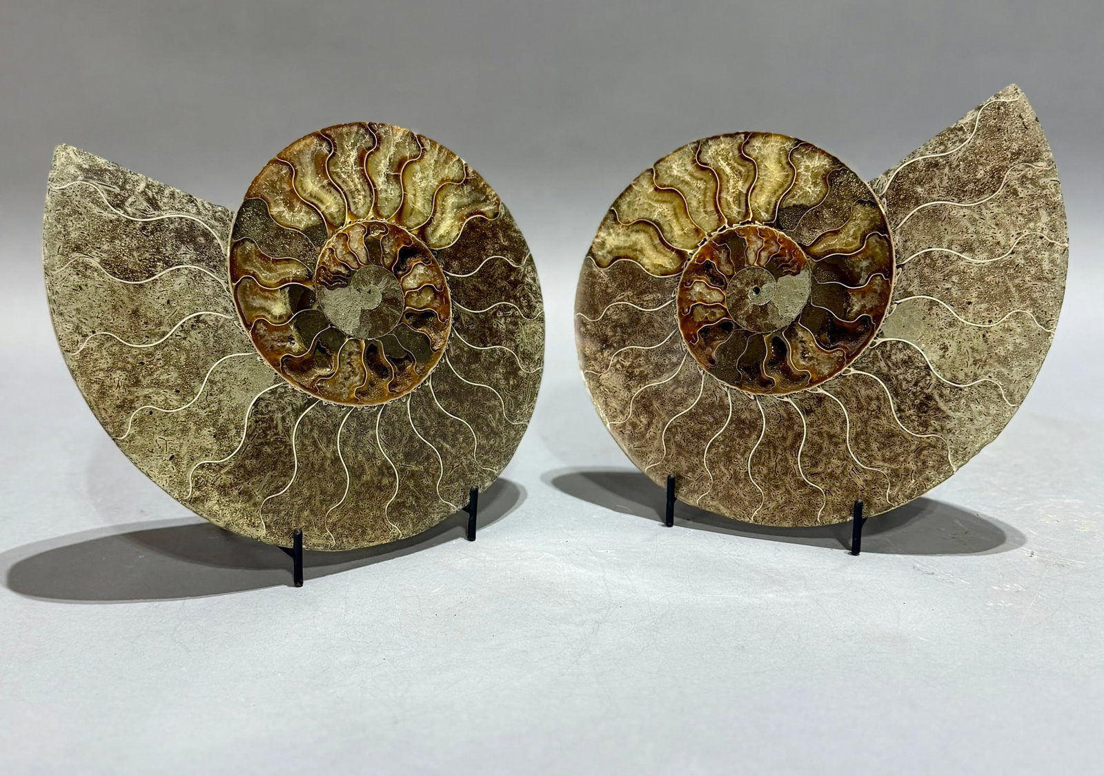 Large Split Ammonite Fossil Pair - 3