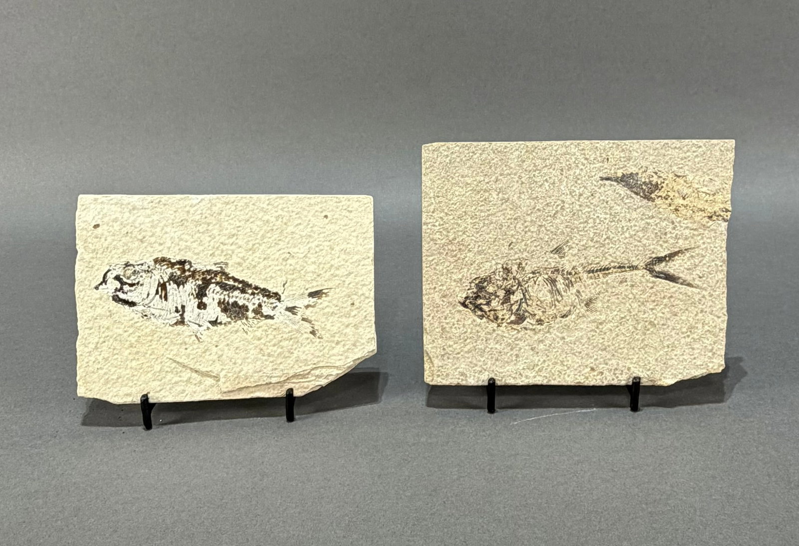 Two Green River Fish Fossil Plates (1 of 4)
