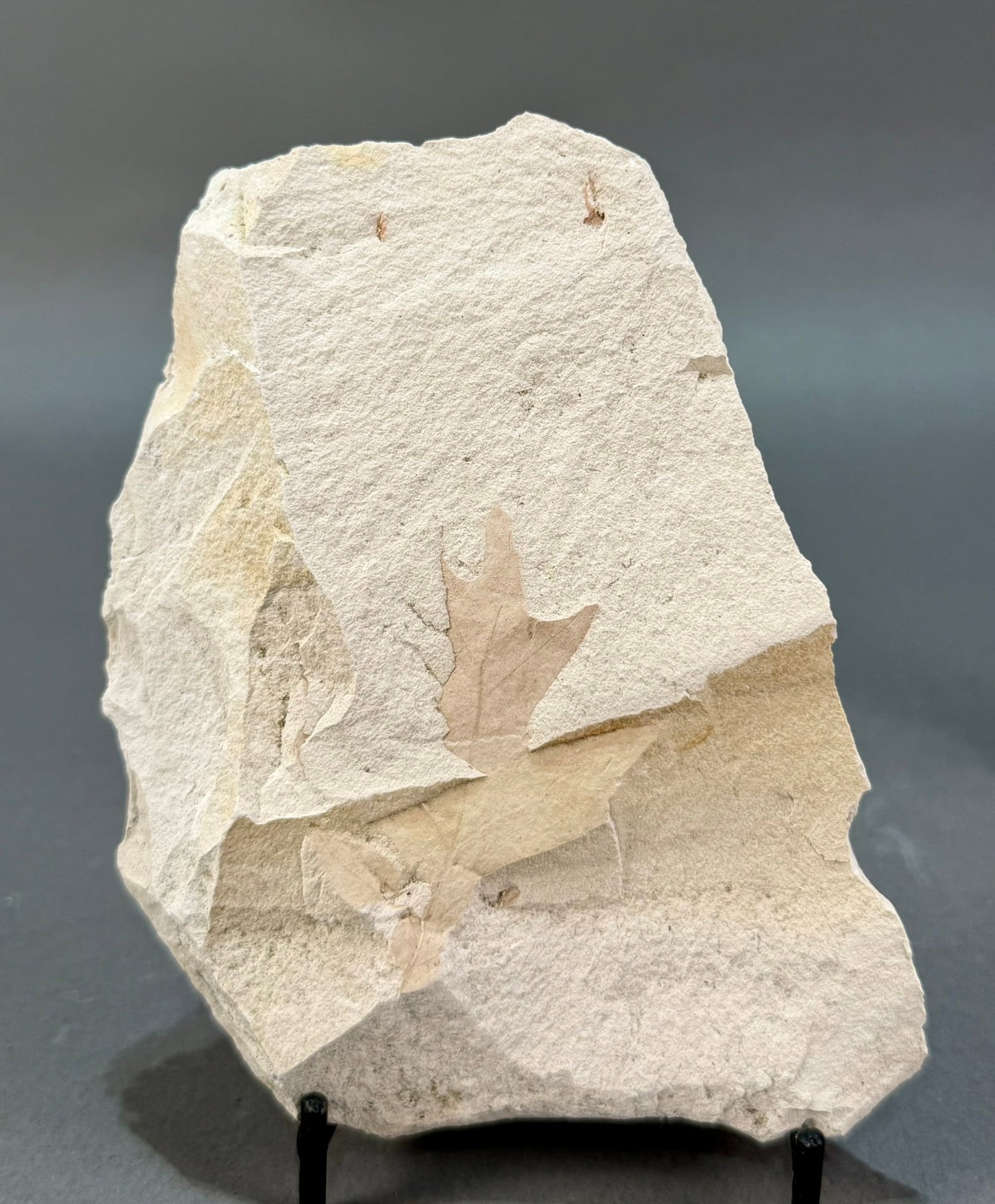 Two Green River Leaf Fossils - 2