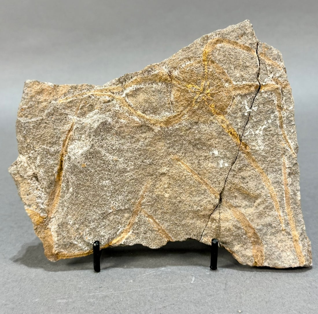 Moroccan Jurassic Starfish Fossil - Repaired (1 of 4)