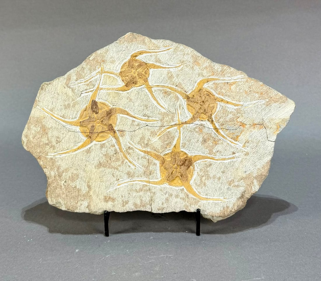 Moroccan Jurassic Four Starfish Fossil - Cracked (1 of 8)