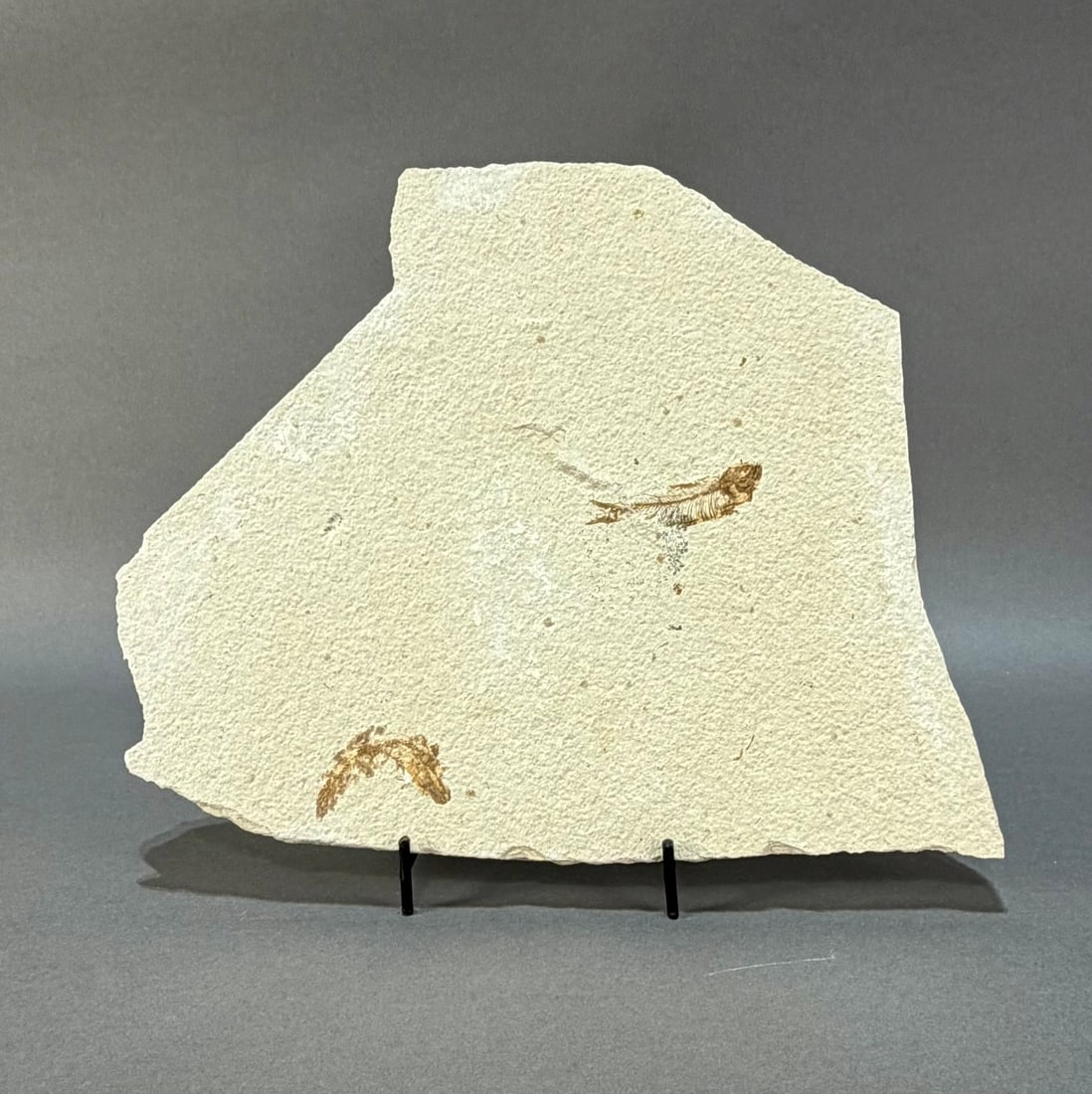 Large Green River Fish Fossil: Fish fossil plate from the Green River in Wyoming. 9” x 11" x .5". 3 lbs, 3 oz.