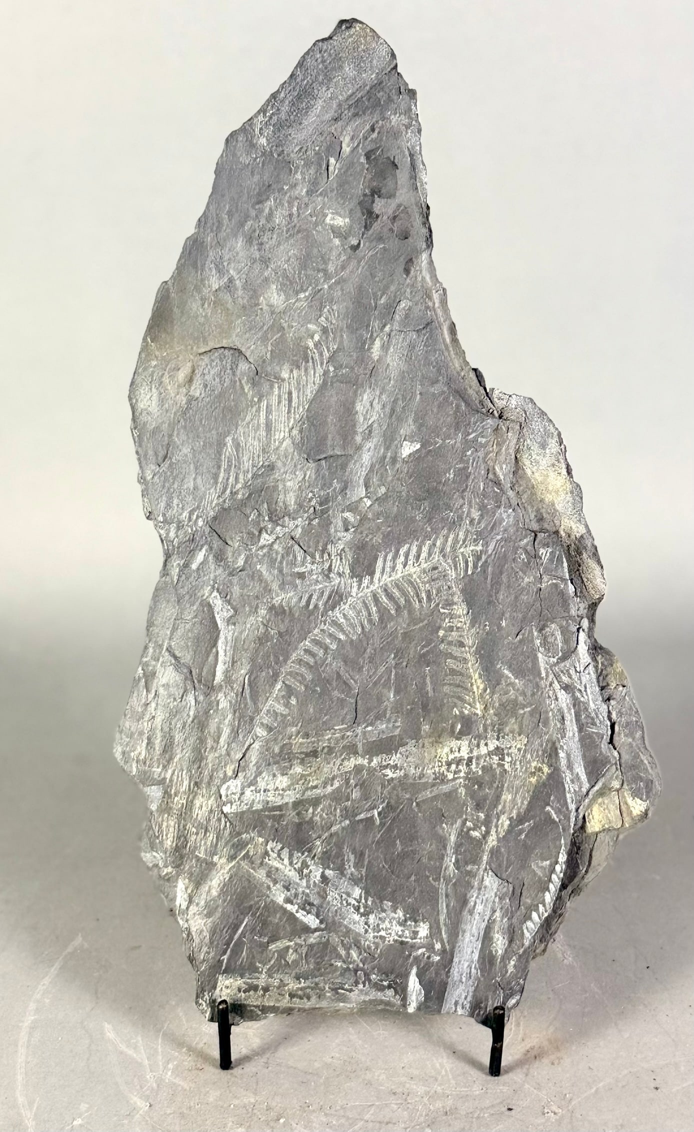 Seed Fern Leaf Fossil: Seed fern leaf fossil. 11” x 6.5” x .5”. 2 lbs.