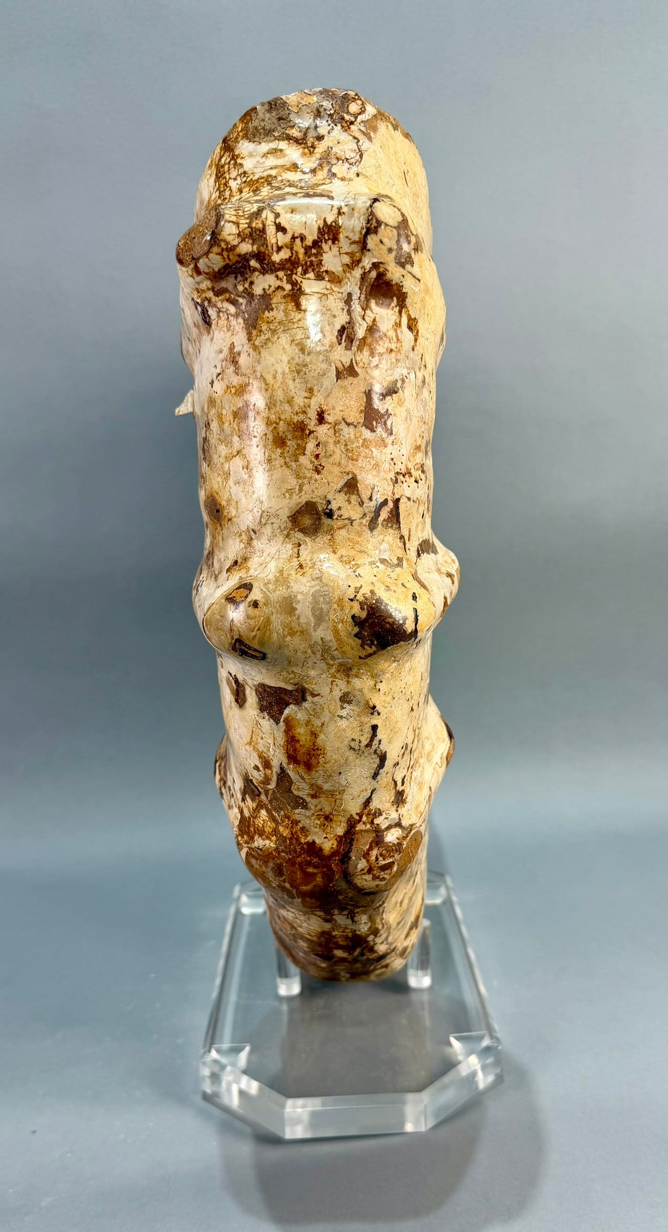 Ammonite on Custom Lucite Stand - 5