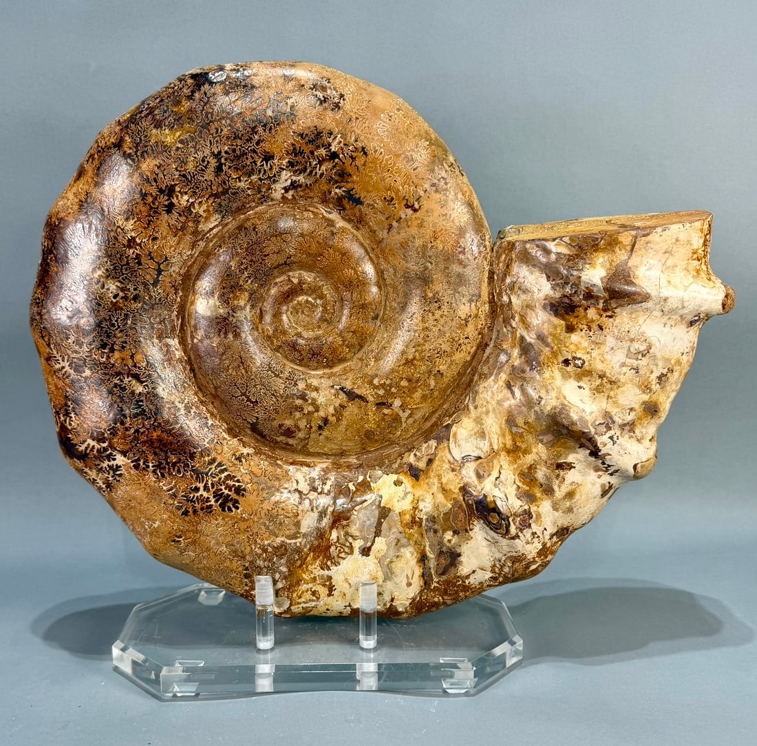 Ammonite on Custom Lucite Stand (1 of 5)