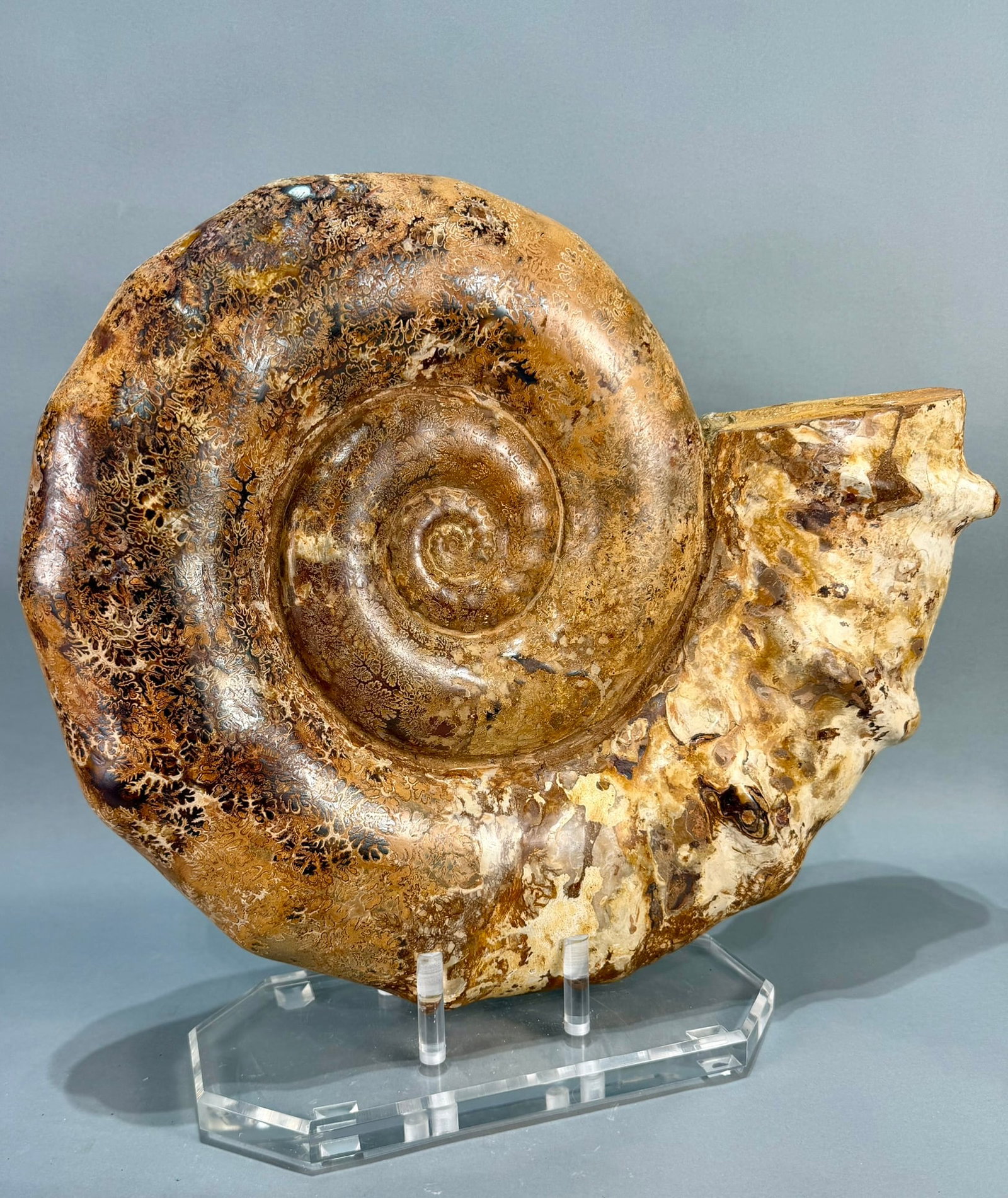 Ammonite on Custom Lucite Stand - 2