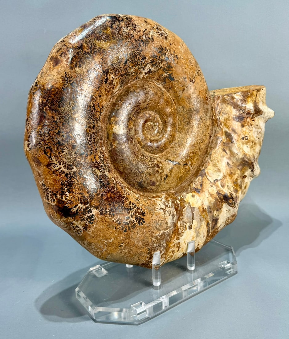 Ammonite on Custom Lucite Stand - 3