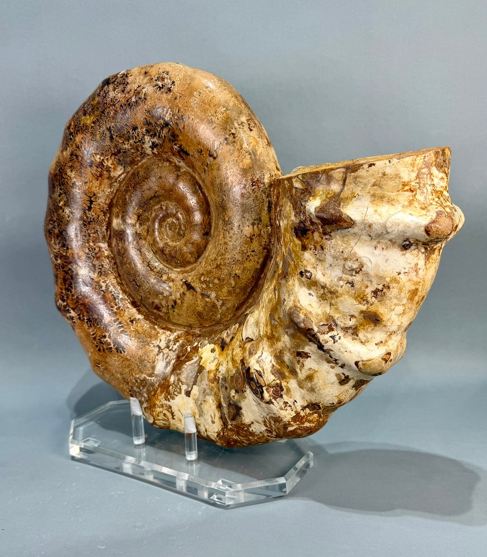 Ammonite on Custom Lucite Stand - 4