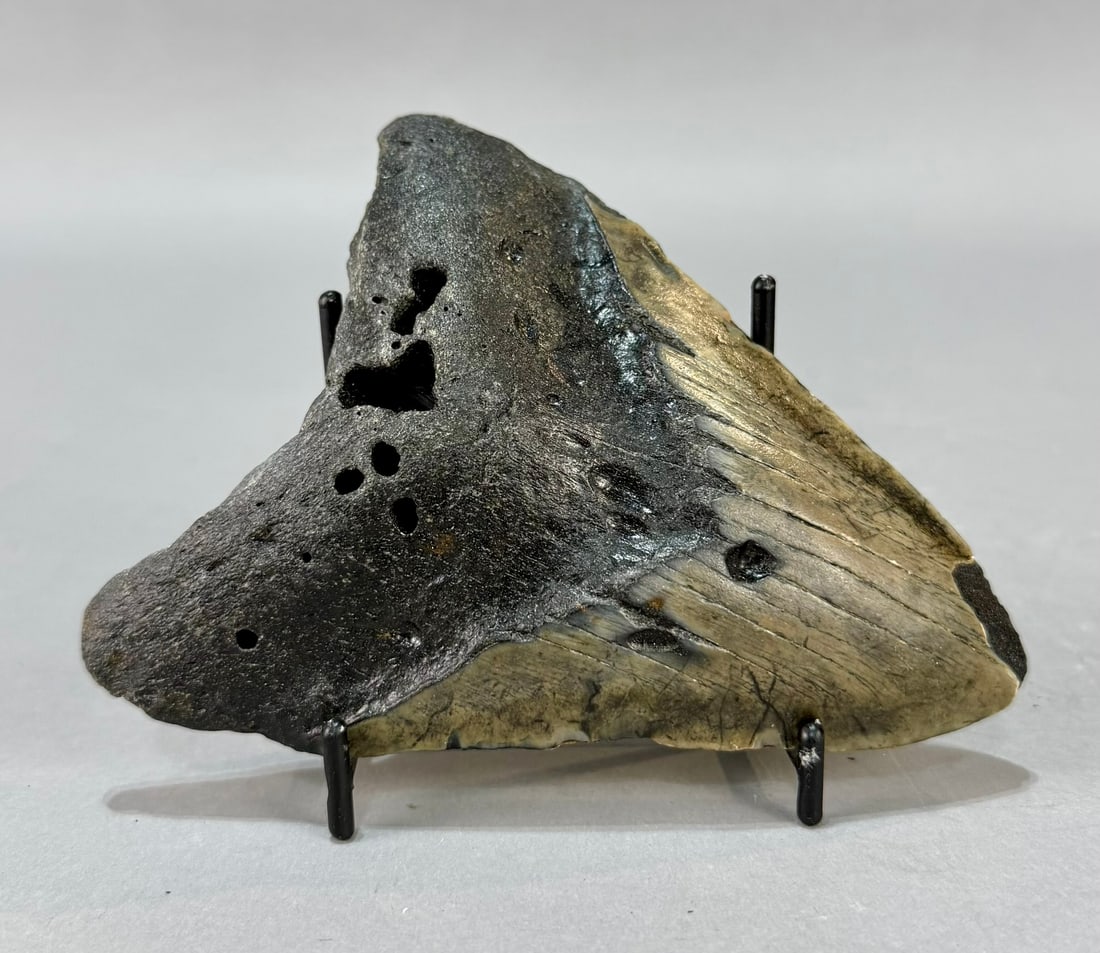 Megalodon Shark Tooth Fossil: Large megalodon shark tooth fossil from the North Carolina area. 4.75" x 3.75" x 1". 7.5 ounces.