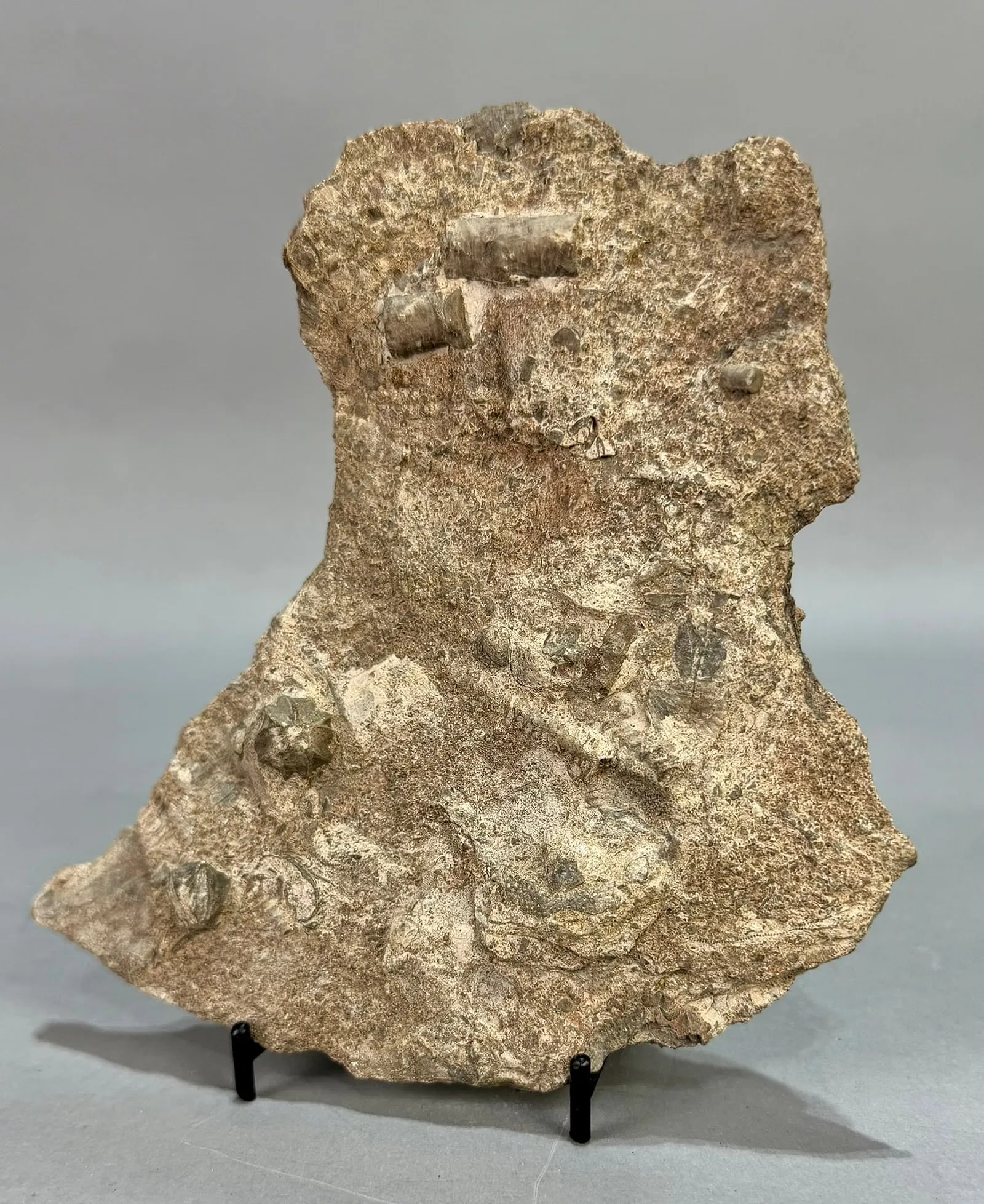 Blastoid, Crinoid and Archimedes Bryozoan Fossil: Blastoid, Crinoid and Archimedes Bryozoan fossil from the Muscogee, Oklahoma area. Mississipian Age. 6.5" x 6.5" x .75". 1 lb, 1 ounces.