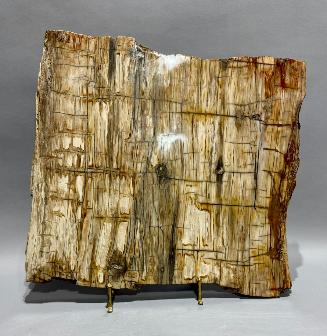 Large Petrified Wood Slice - 2