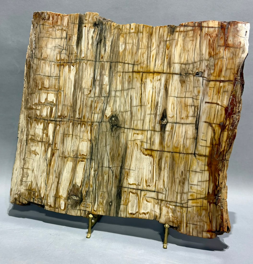 Large Petrified Wood Slice - 3