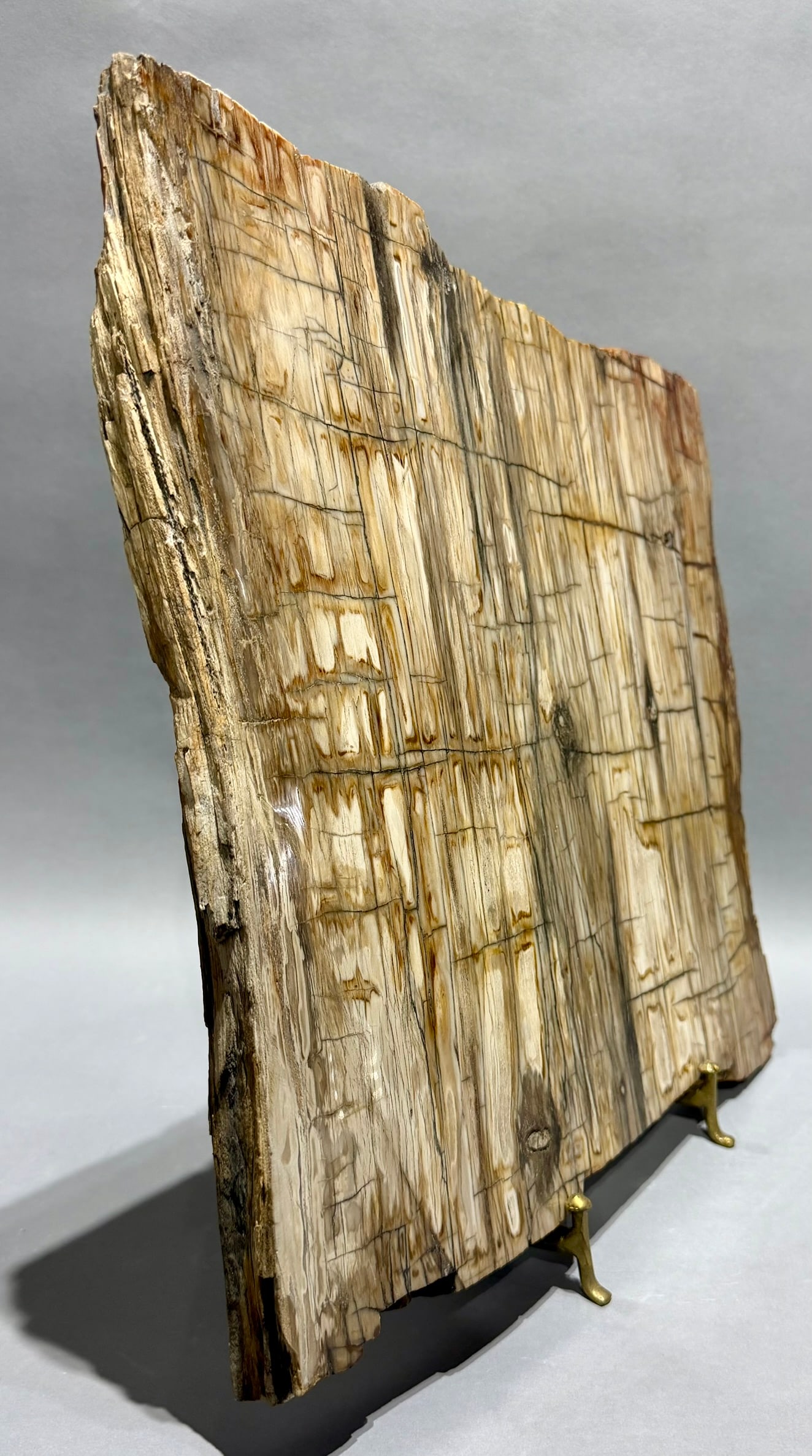 Large Petrified Wood Slice - 4