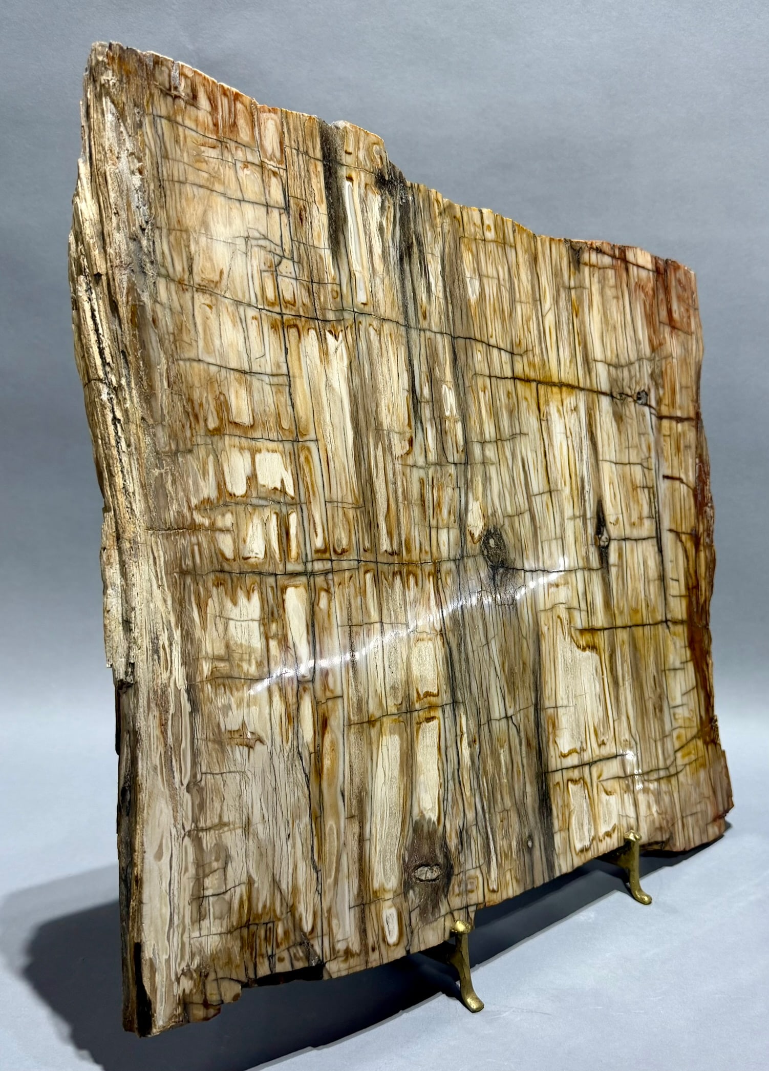 Large Petrified Wood Slice - 5
