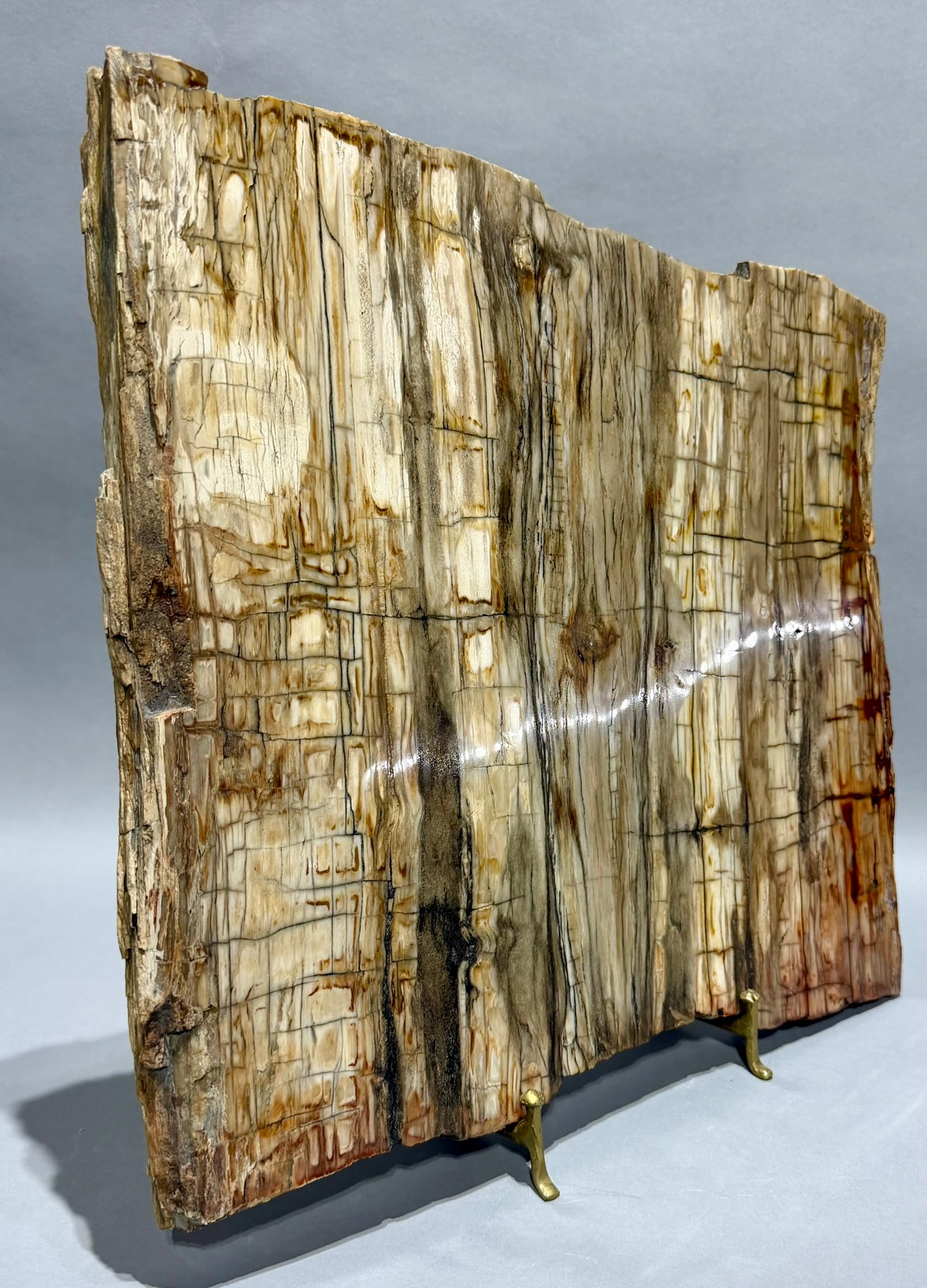 Large Petrified Wood Slice - 6