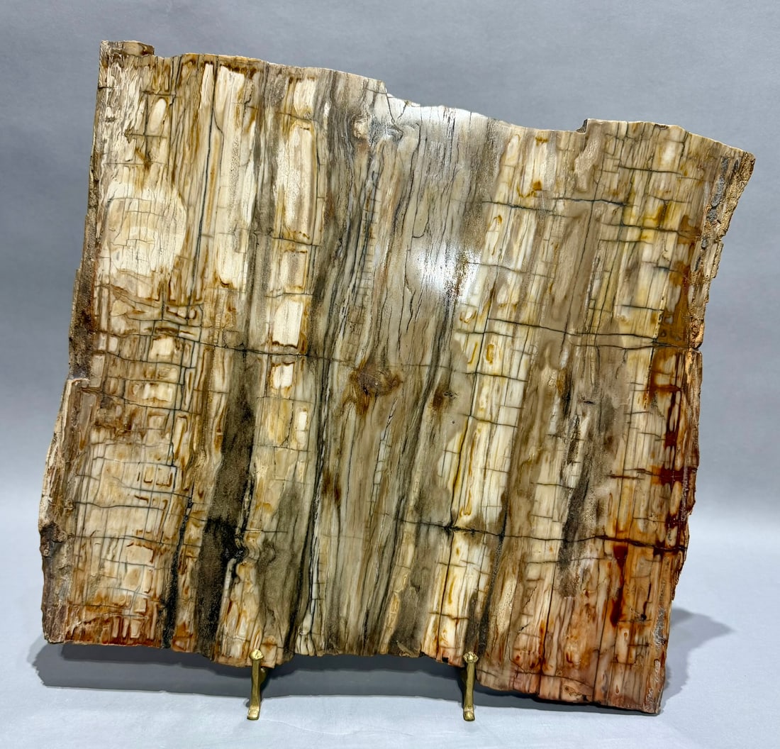 Large Petrified Wood Slice - 7