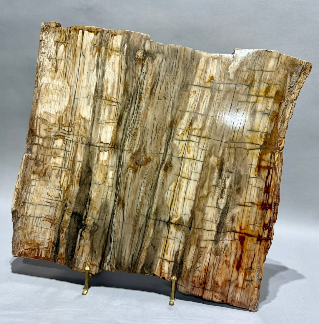 Large Petrified Wood Slice - 8